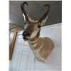 Image 2 : Impala Taxidermy