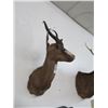 Image 1 : Taxidermy Springbok 1