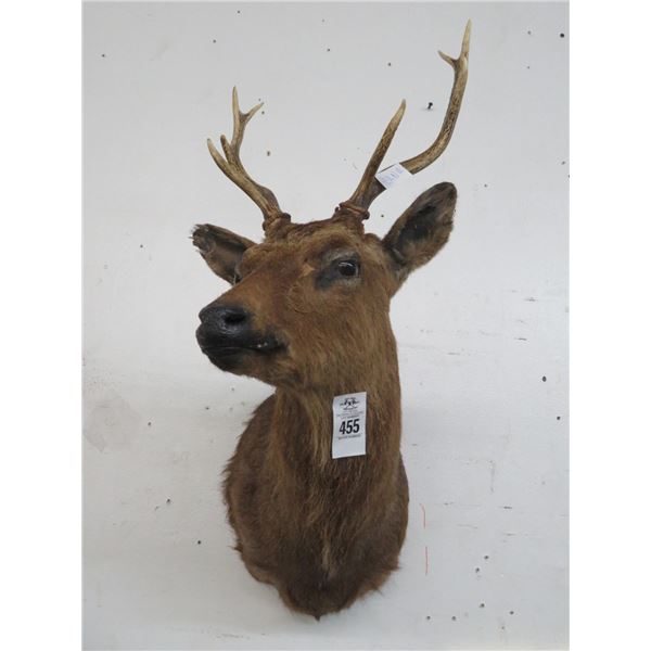 Taxidermy Deer