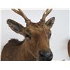 Image 2 : Taxidermy Deer