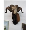 Image 1 : Taxidermy Monflon