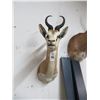 Image 1 : Taxidermy Springbok