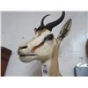 Image 2 : Taxidermy Springbok