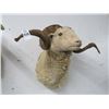 Image 1 : Sheep Taxidermy