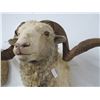 Image 2 : Sheep Taxidermy