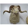 Image 1 : Sheep Taxidermy