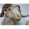 Image 2 : Sheep Taxidermy