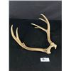 Image 1 : Set Of Antlers Approx. 14 1/2" T x 13"W