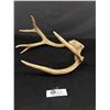 Image 2 : Set Of Antlers Approx. 14 1/2" T x 13"W