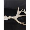 Image 2 : 2 Very Old Moose Antlers. Approx. 16"x17" Each