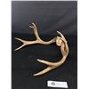 Image 2 : Set Of Antlers. Approx 14"x15"