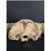 Image 2 : Old Bison Skull w/Horns