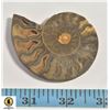 Image 1 : NATURAL AMMONITE FOSSIL SPECIMEN,