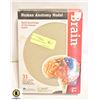 Image 1 : BRAIN ANATOMY MODEL