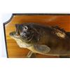 Image 4 : Mounted Bass Fish