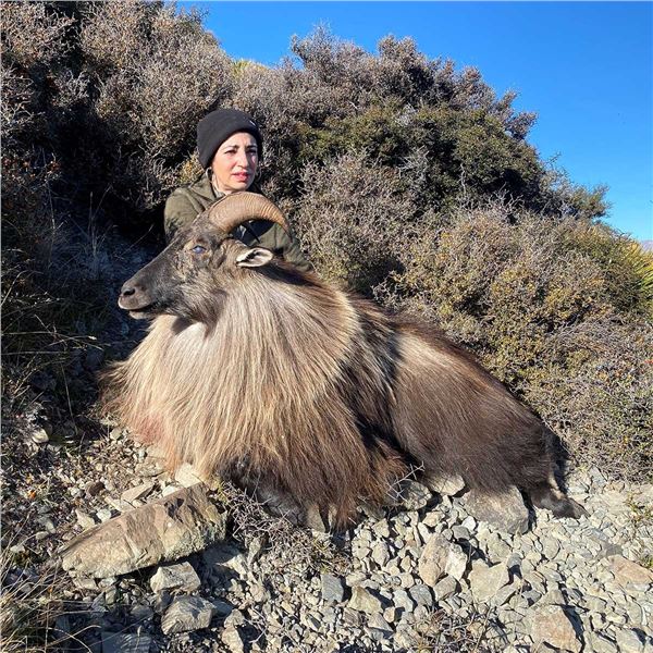 5-day Alpine Tahr hunt in New Zealand