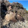 Image 1 : 5-day Alpine Tahr hunt in New Zealand