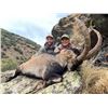 Image 4 : Beceite and South Eastern Ibex Hunt in Spain