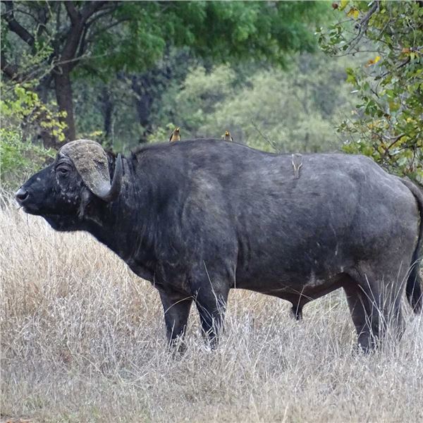 Cape buffalo plains game hunt with Crane Safaris