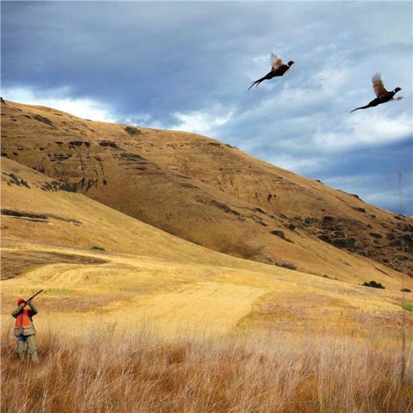 3 days of Wingshooting in Idaho with Flying B Ranch