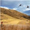Image 1 : 3 days of Wingshooting in Idaho with Flying B Ranch
