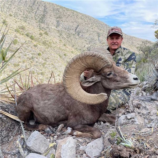 Desert Big Horn Sheep and Miquihuanensis Whitetail Tags in Mexico with La Palmosa Lodge