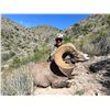 Image 2 : Desert Big Horn Sheep and Miquihuanensis Whitetail Tags in Mexico with La Palmosa Lodge