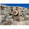 Image 3 : Desert Big Horn Sheep and Miquihuanensis Whitetail Tags in Mexico with La Palmosa Lodge