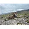 Image 4 : Desert Big Horn Sheep and Miquihuanensis Whitetail Tags in Mexico with La Palmosa Lodge