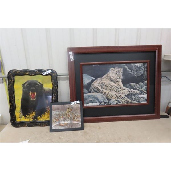 3 Jungle Cat Pictures ; Leopard 32" x 32" , Female Panther 20" x 24"