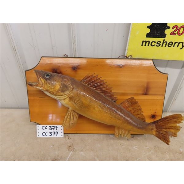 Mounted Fish - Looks Like a Perch 12  x 21  