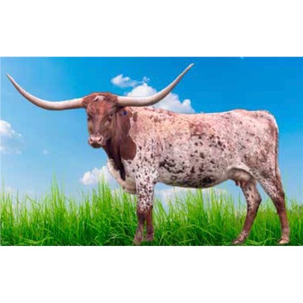 SCRATCH: RC TUFF'S WILD COWGIRL