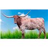 Image 1 : SCRATCH: RC TUFF'S WILD COWGIRL