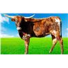 Image 1 : SCRATCH:  HD Reba Girl