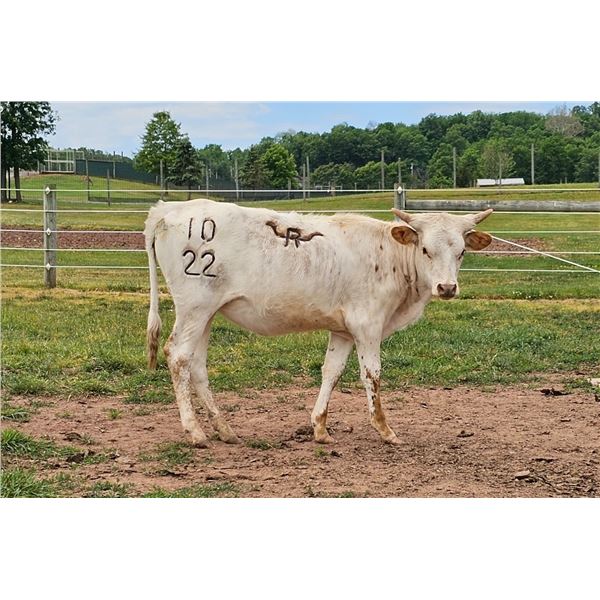 Donation Heifer