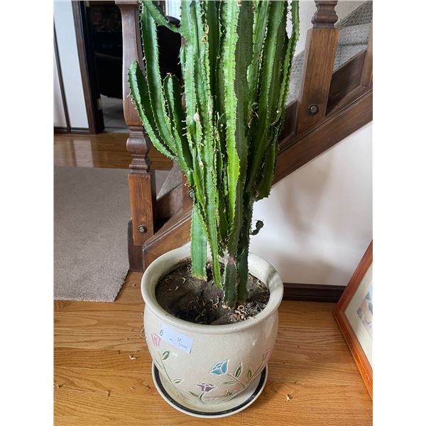 Mature Cacti in Large Clay Pot