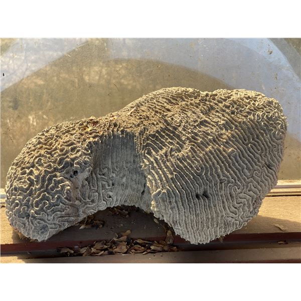 Large Piece of Coral