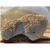 Image 1 : Large Piece of Coral