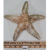 Image 1 : STAR FISH