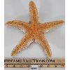 Image 2 : STAR FISH