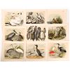 Image 2 : Large Bird and a Few Fish Art Plates, 25 [164848]