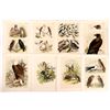 Image 3 : Large Bird and a Few Fish Art Plates, 25 [164848]