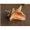 Image 2 : Beautiful seashell and 2 packages of sea shells