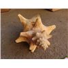 Image 3 : Beautiful seashell and 2 packages of sea shells