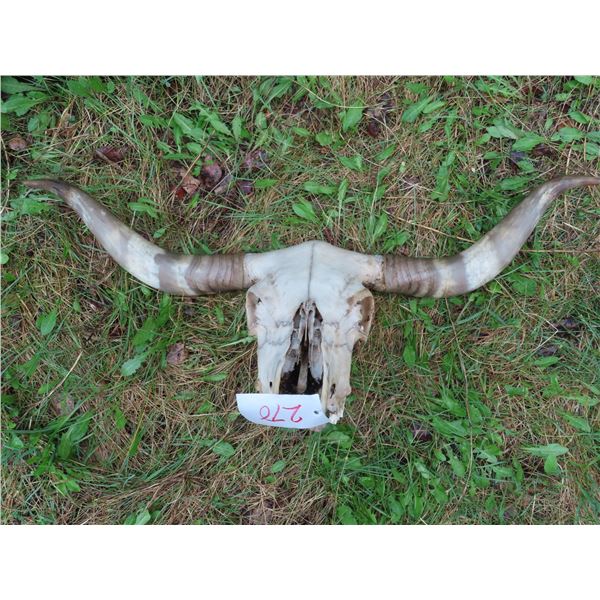 Longhorn Skull (44")