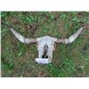 Image 1 : Longhorn Skull (44")
