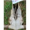 Image 2 : Longhorn Skull (44")