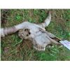 Image 4 : Longhorn Skull (44")
