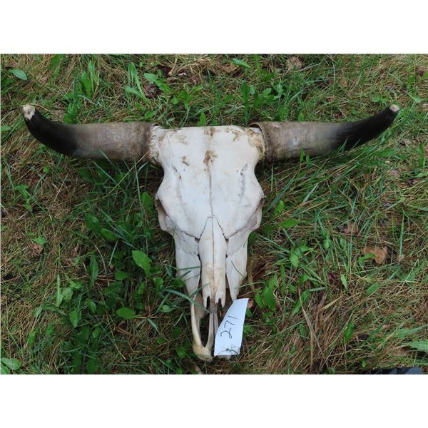 Longhorn Skull (29")