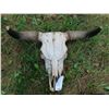 Image 1 : Longhorn Skull (29")